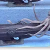 Nautilus Normal Ver