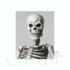 Sci-Fi Revoltech Skeletal Warrior